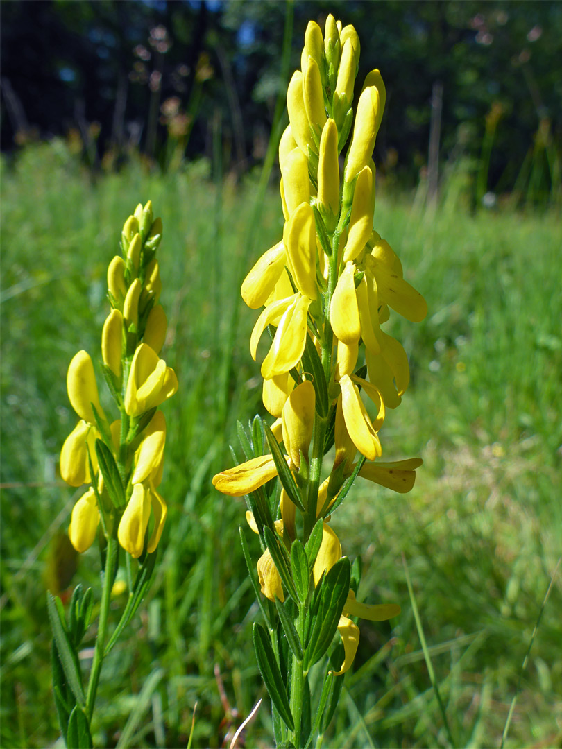 Yellow flowers