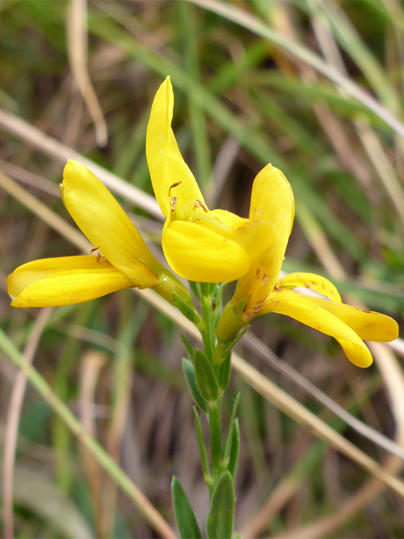 Dyer's greenweed