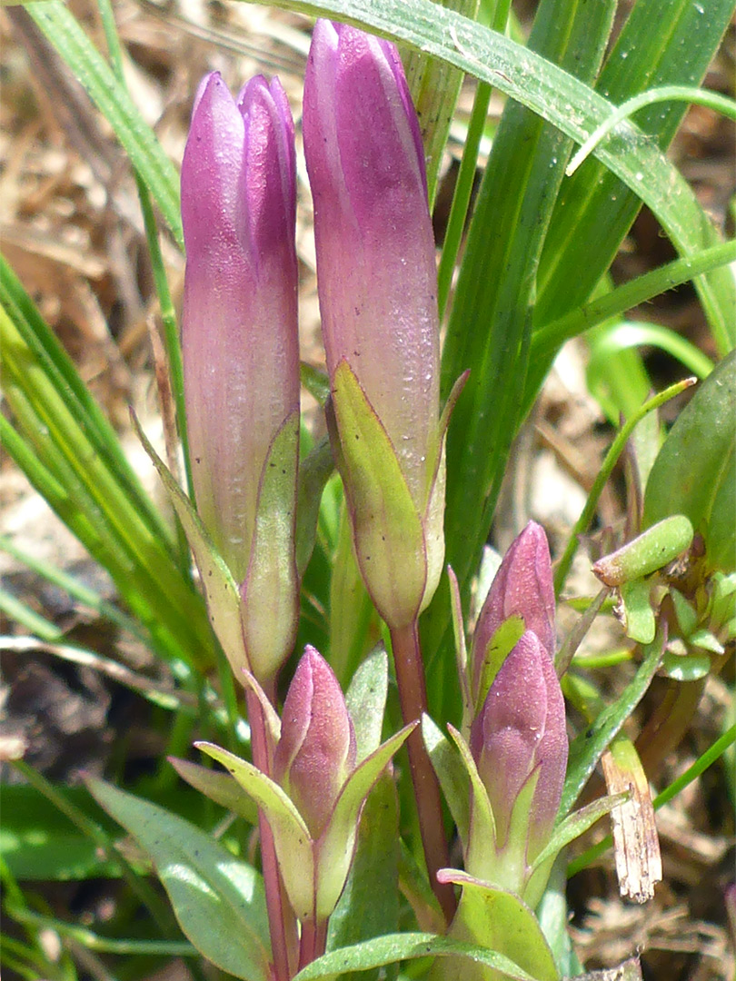 Buds of autumn gentian