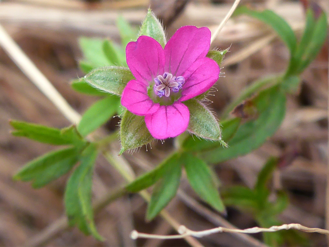 Small pink flower