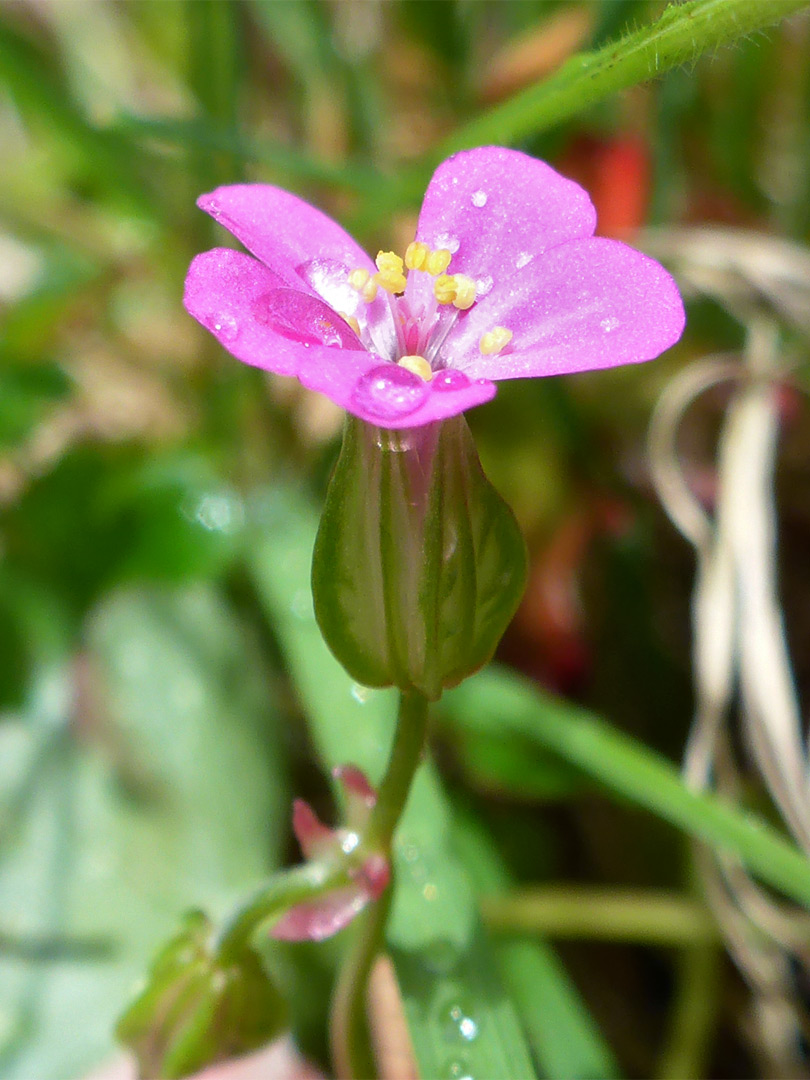 Shining cranesbill