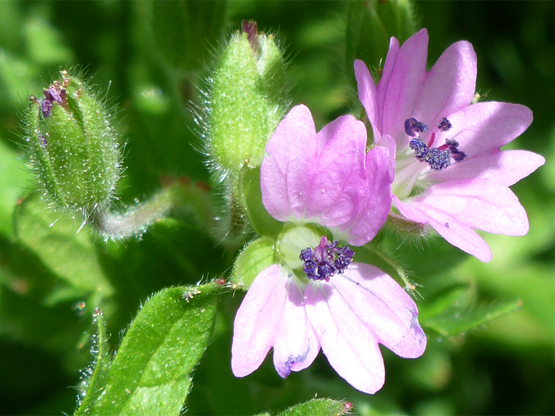 Petals and sepals