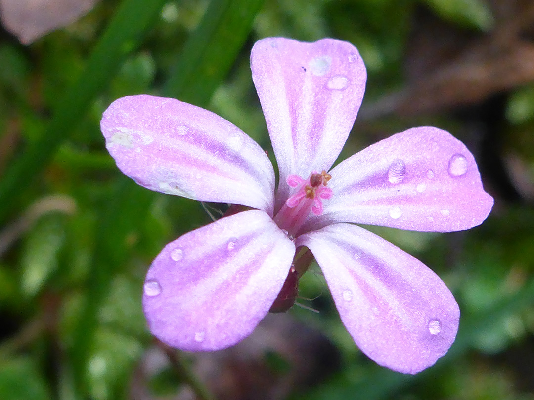 Pink flower