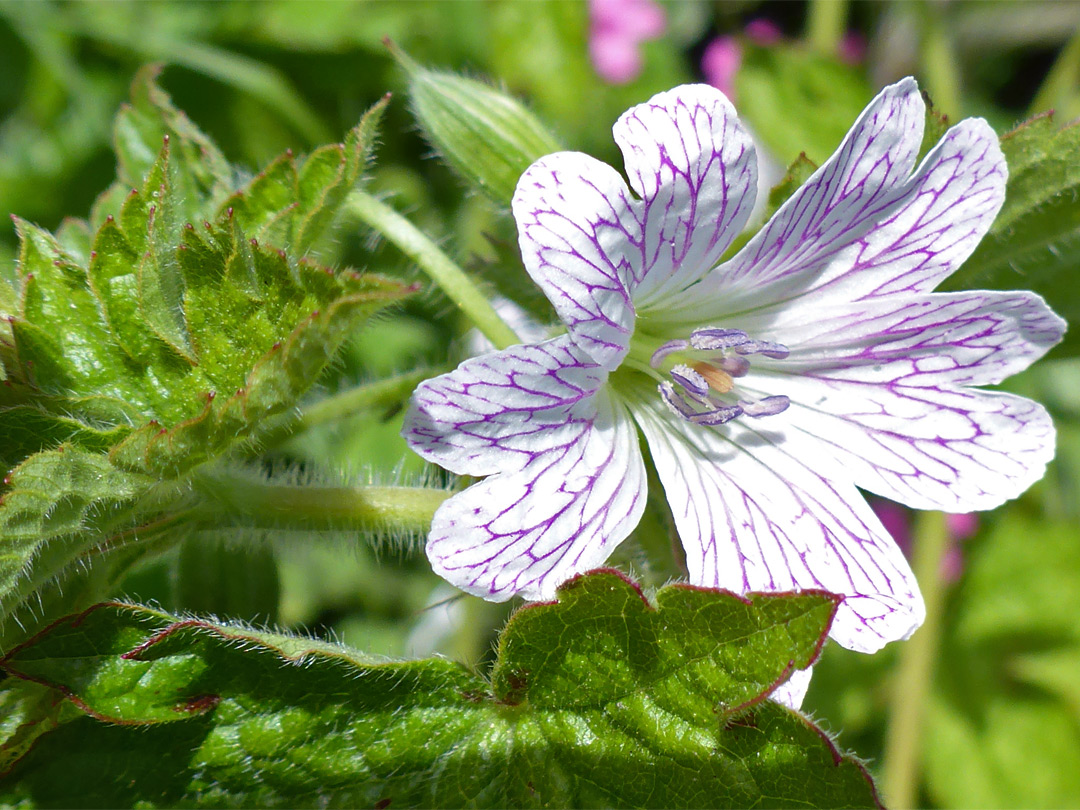 Leaves and flower