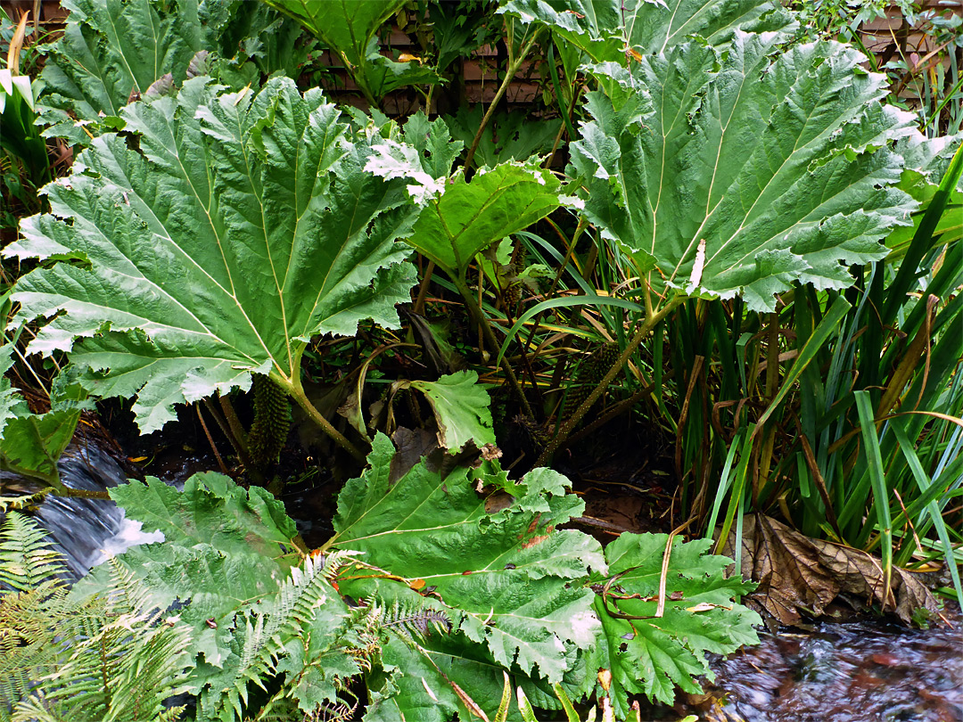 Giant rhubarb