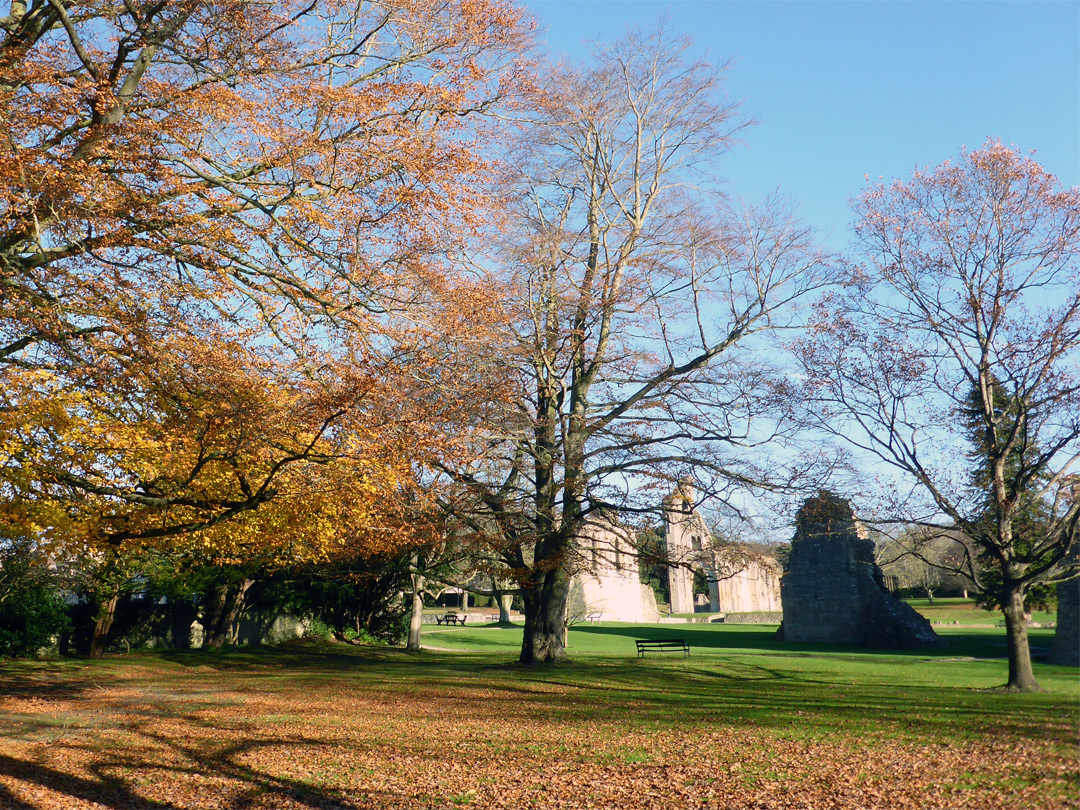 Trees near the abbot's kitchen