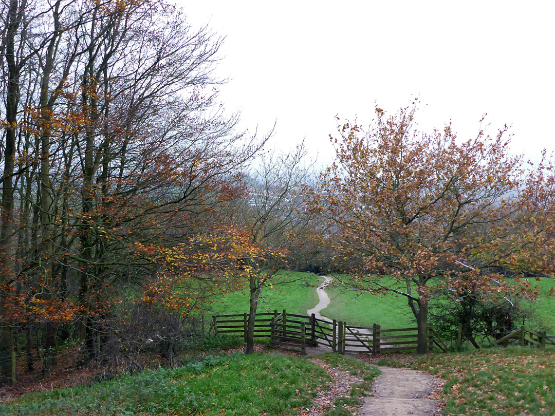 Trees along the path