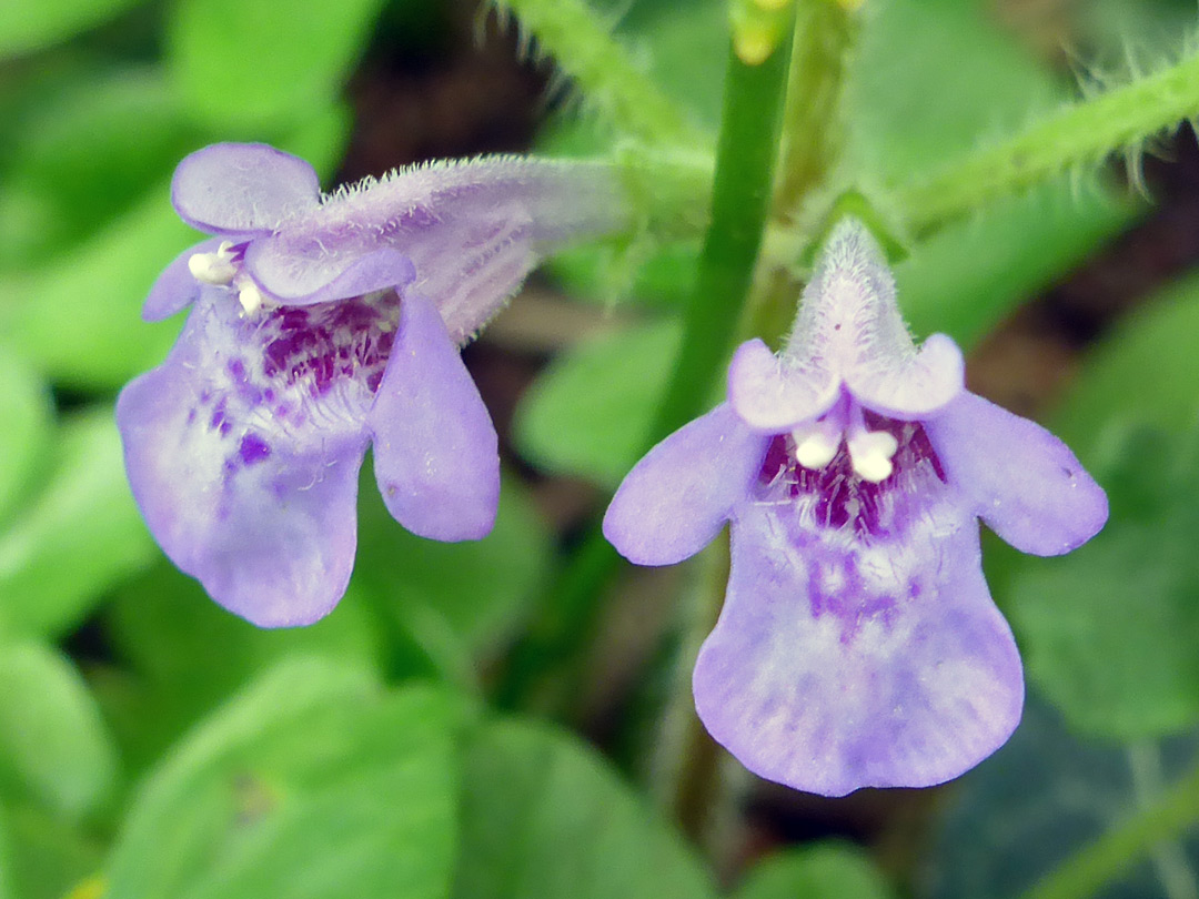 Two flowers