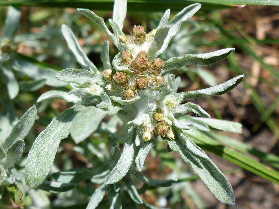 Leaves and flowerheads