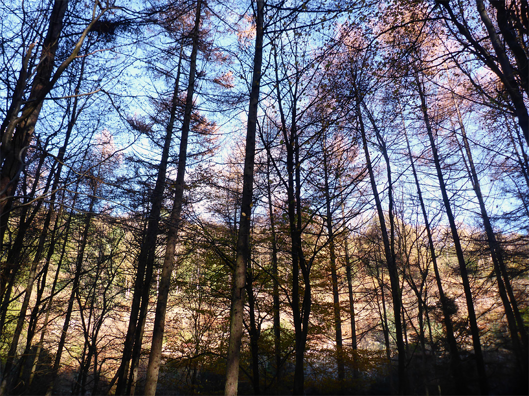 Autumnal trees