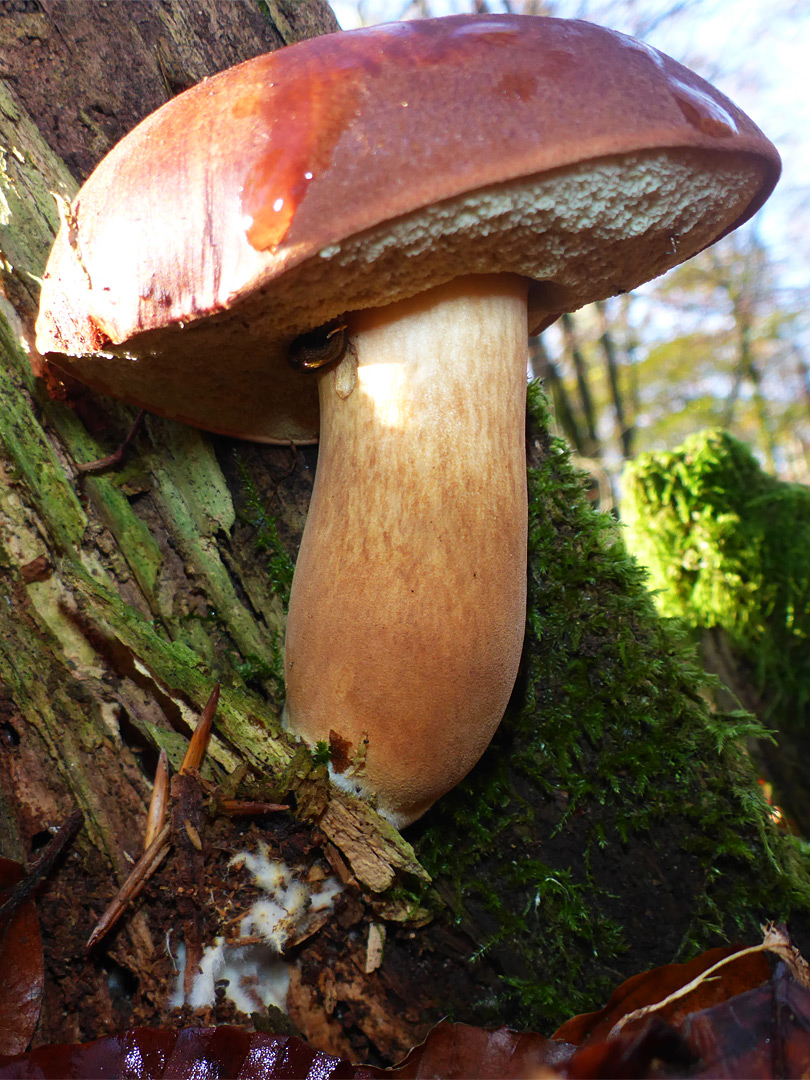 Bay bolete