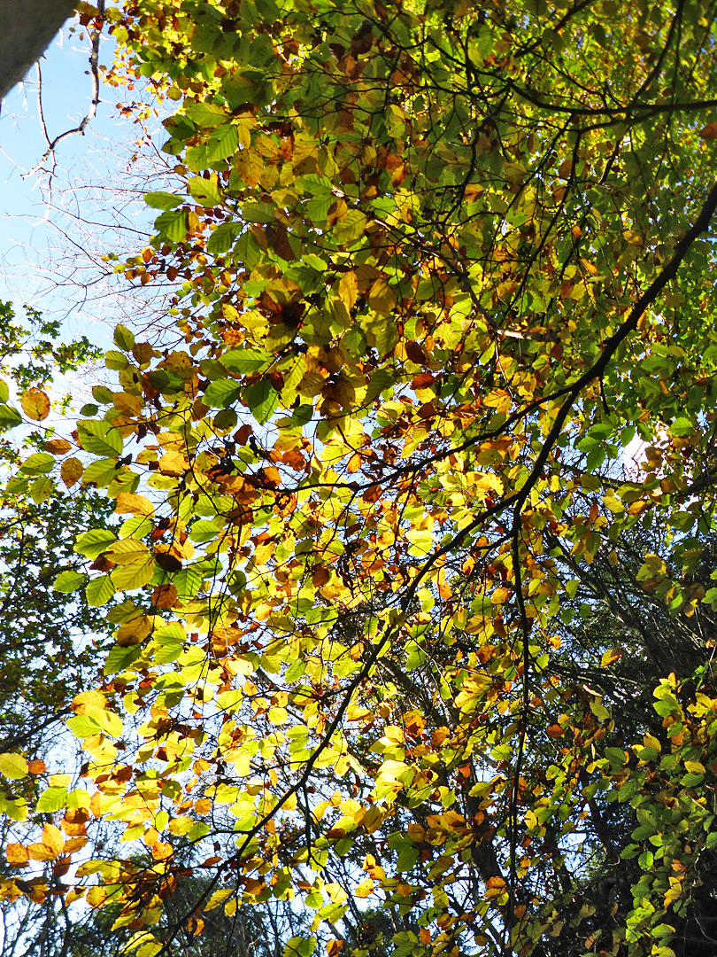 Beech leaves