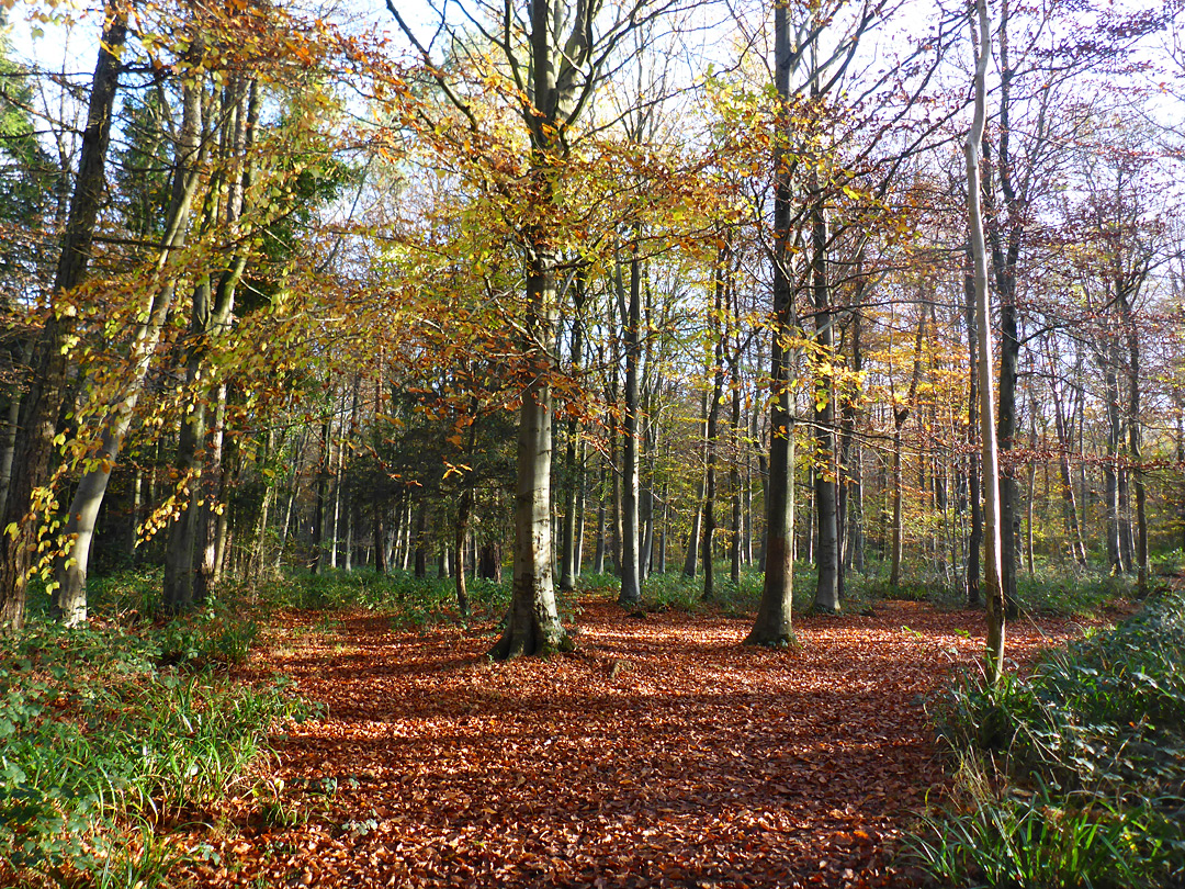 Clearing in the woods