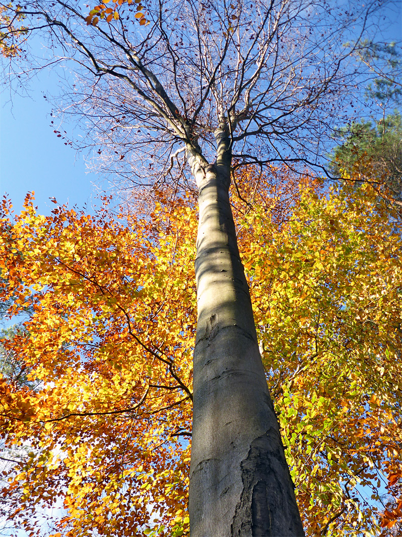 Leafless tree