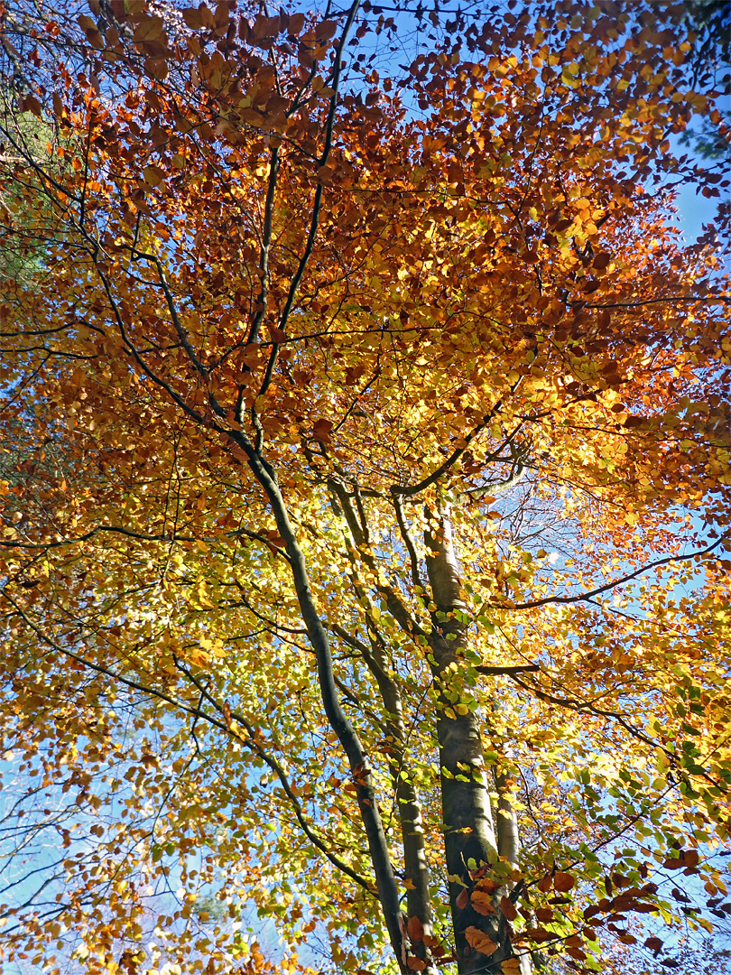 Orange and yellow leaves