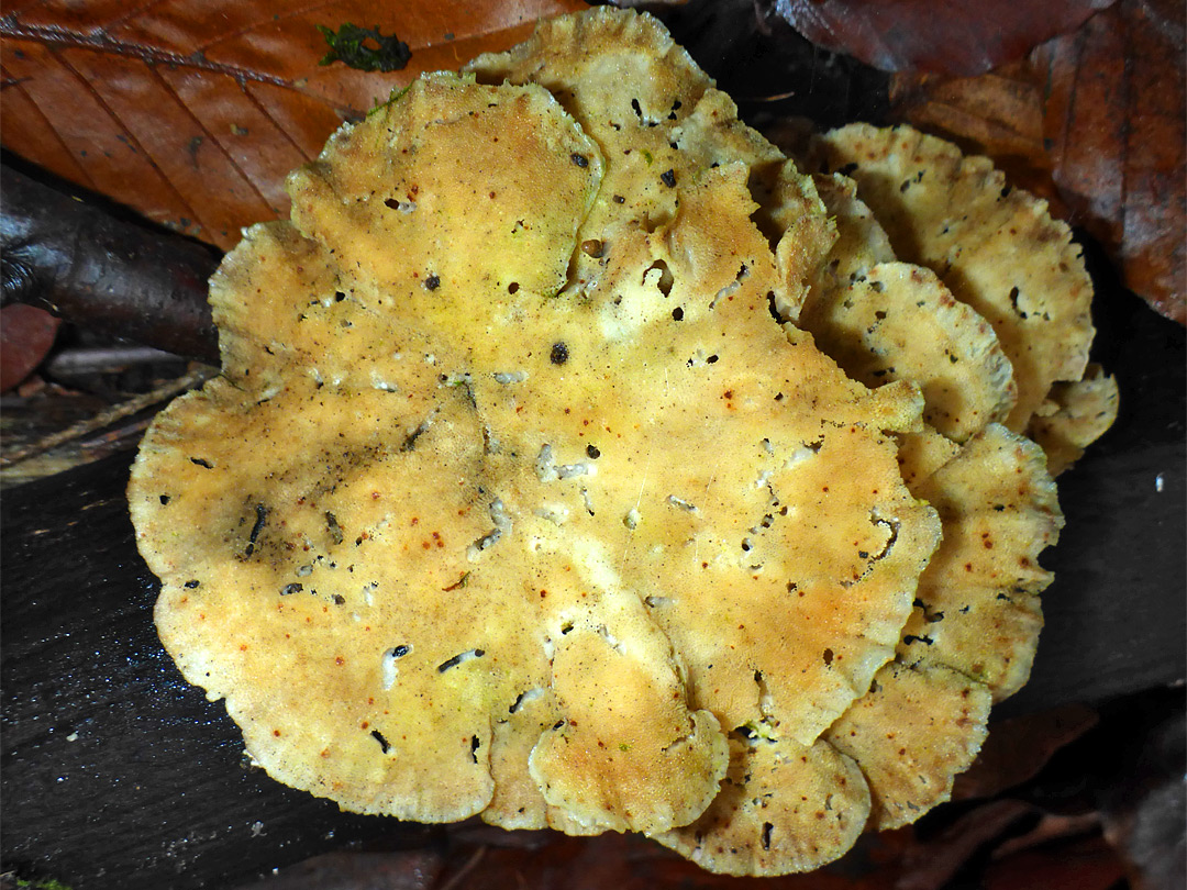 Bracket fungus