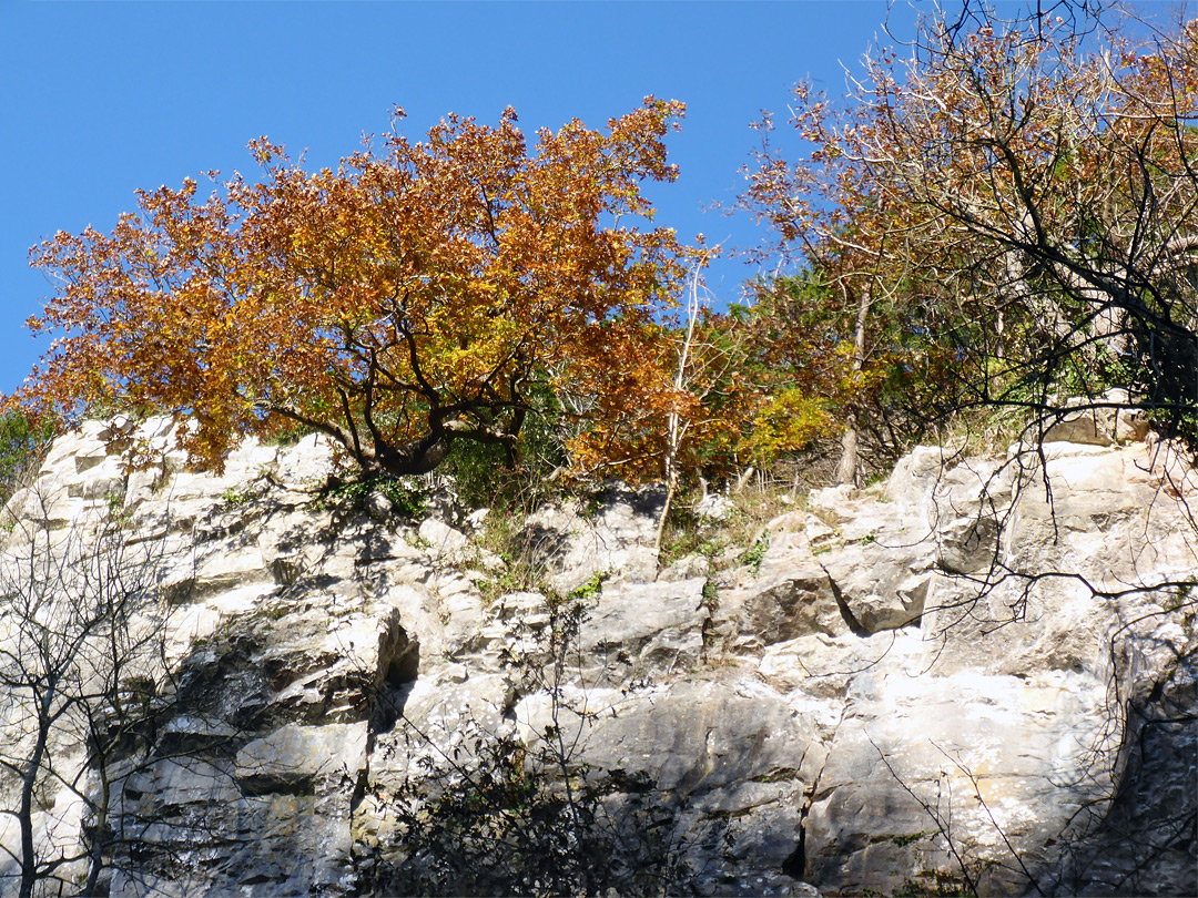 Limestone cliff