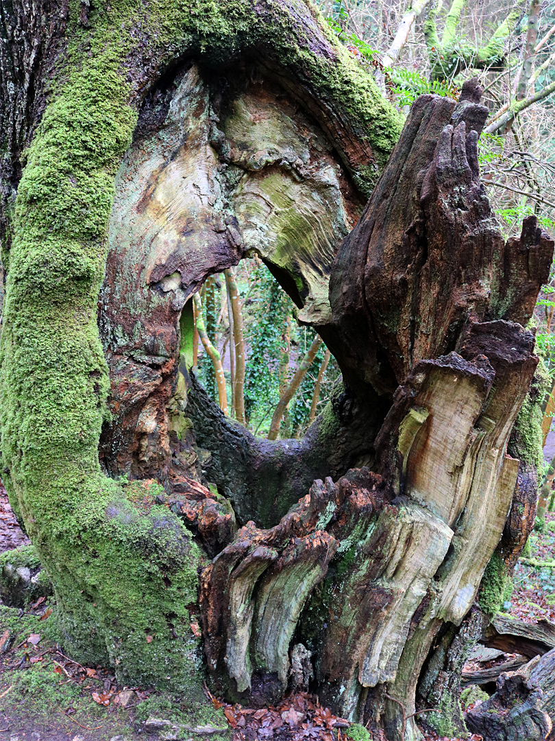 Hollow tree