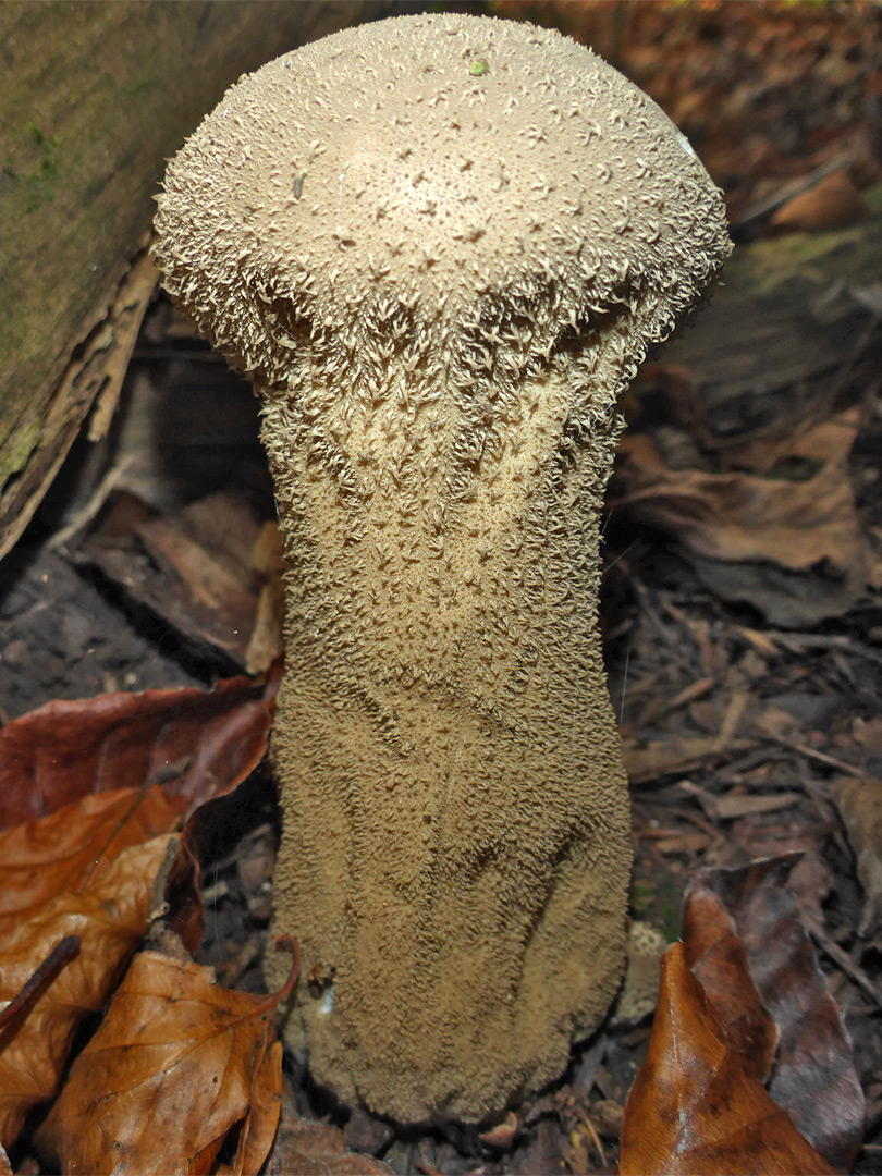 Pestle puffball