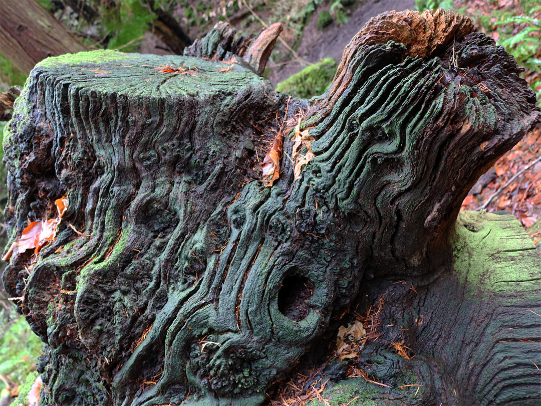 Tree stump