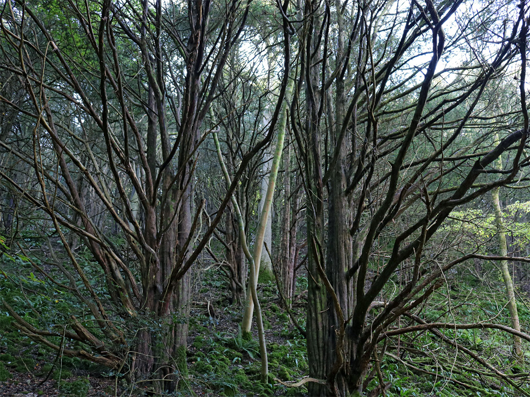 Leafless branches