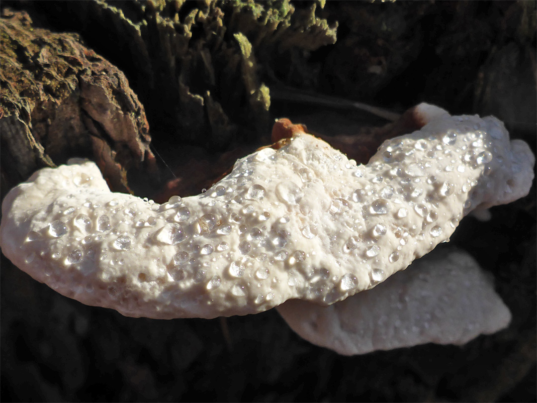 White cheese polypore