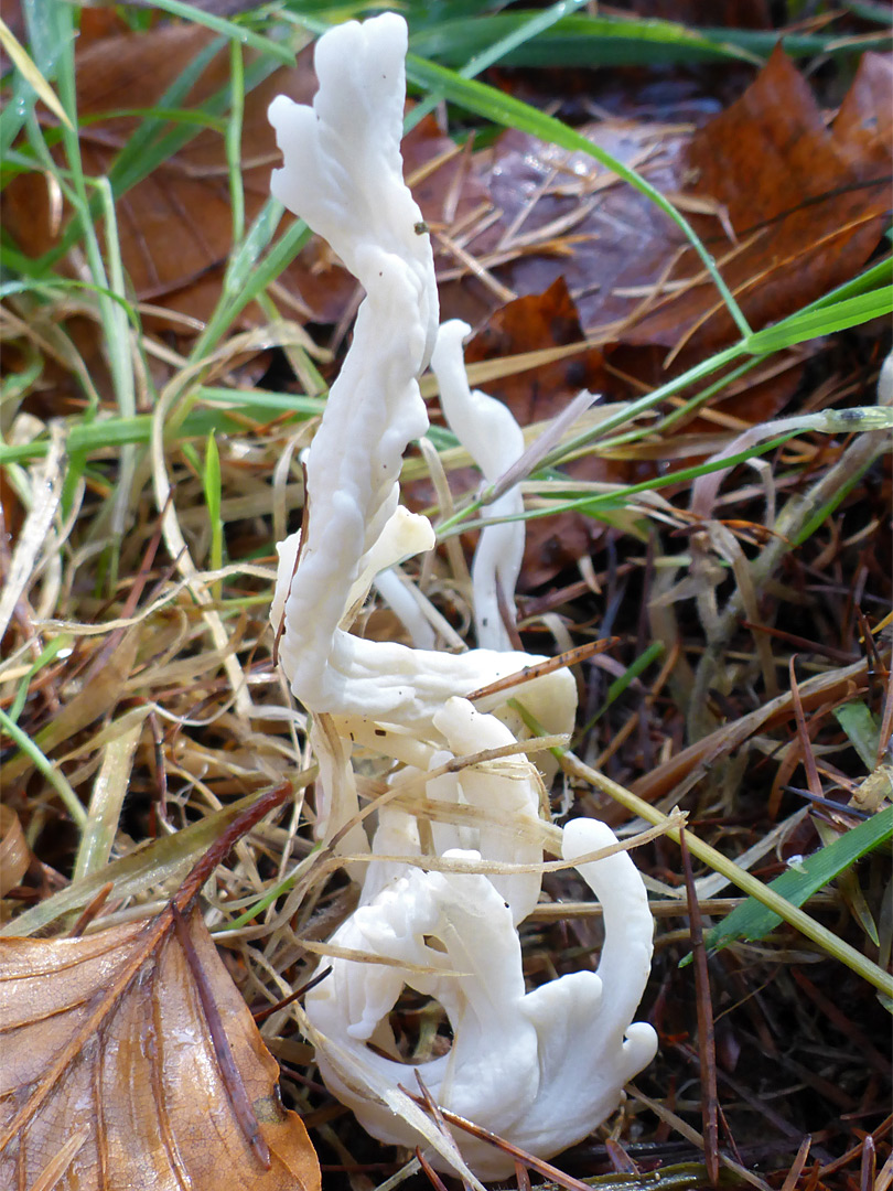 Wrinkled club fungus