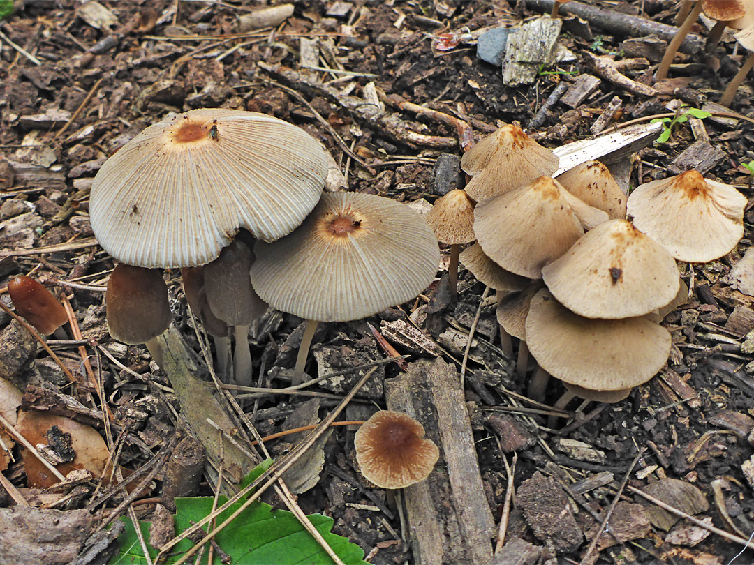 Golden-haired inkcap