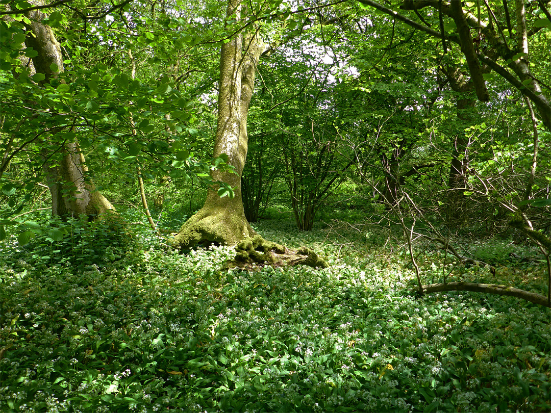 Wild garlic