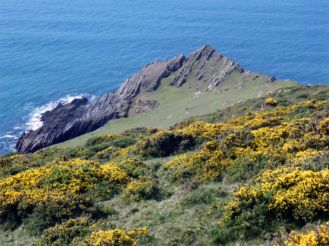 Gorse bushes