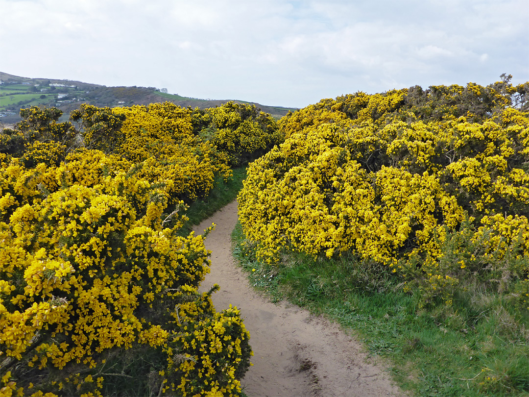 Gorse bushes