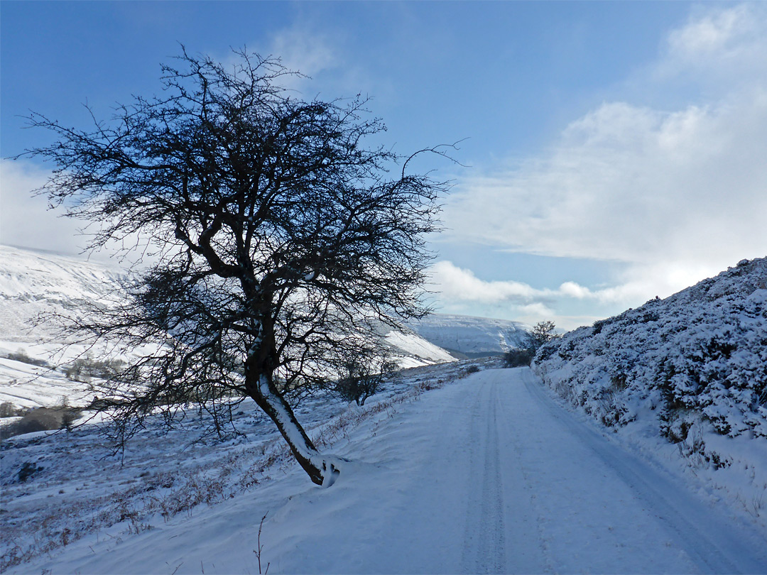 Tree beside the road