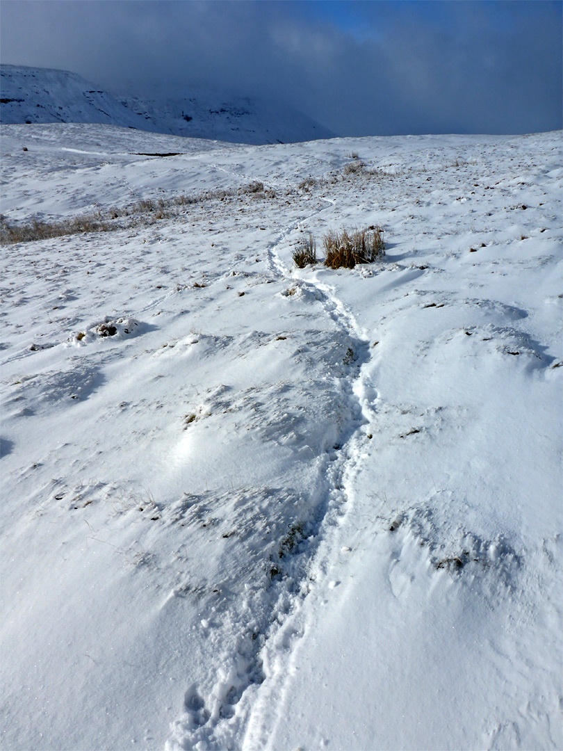 Sheep trail