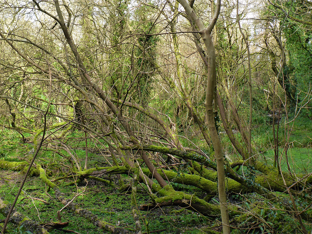 Mossy trees