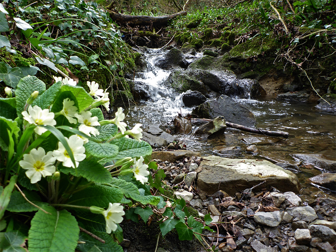 Primrose by the stream