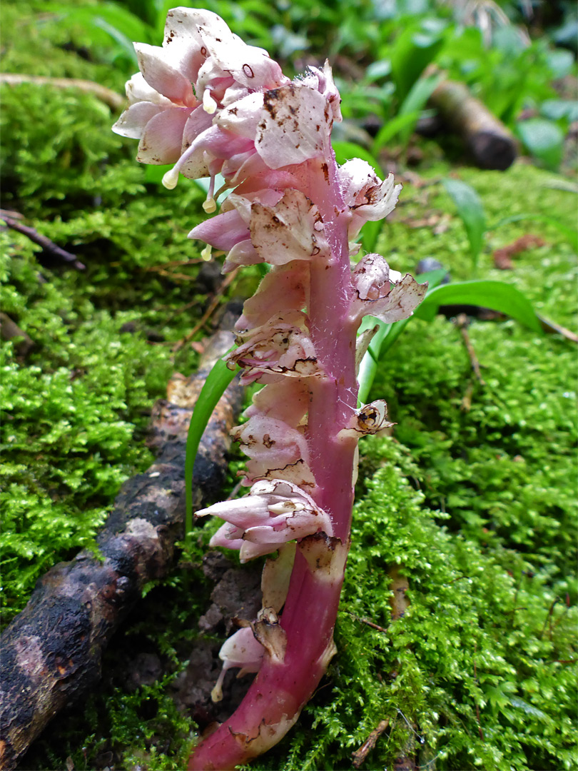 Toothwort