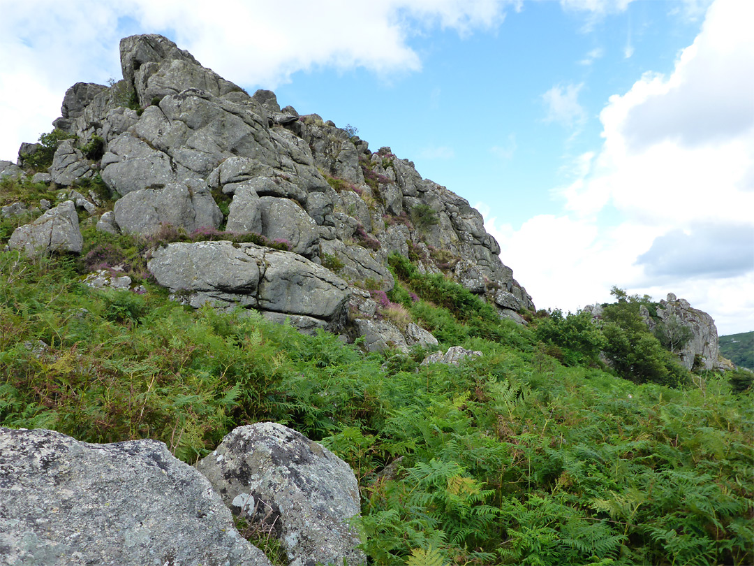 Ferns below Greator Rocks