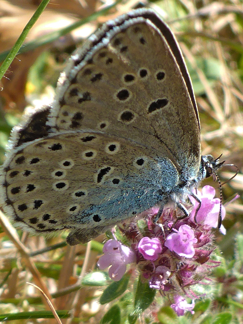 Large blue butterfly