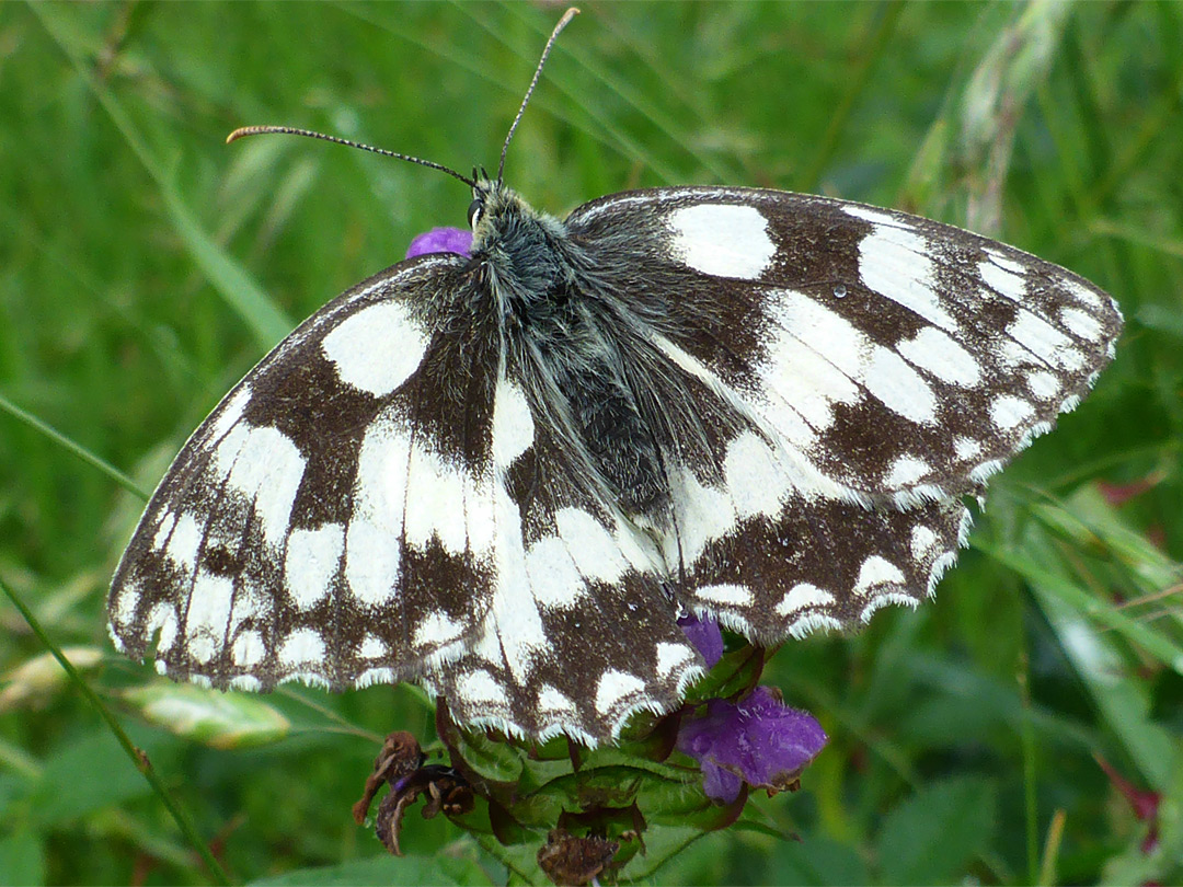 Marbled white