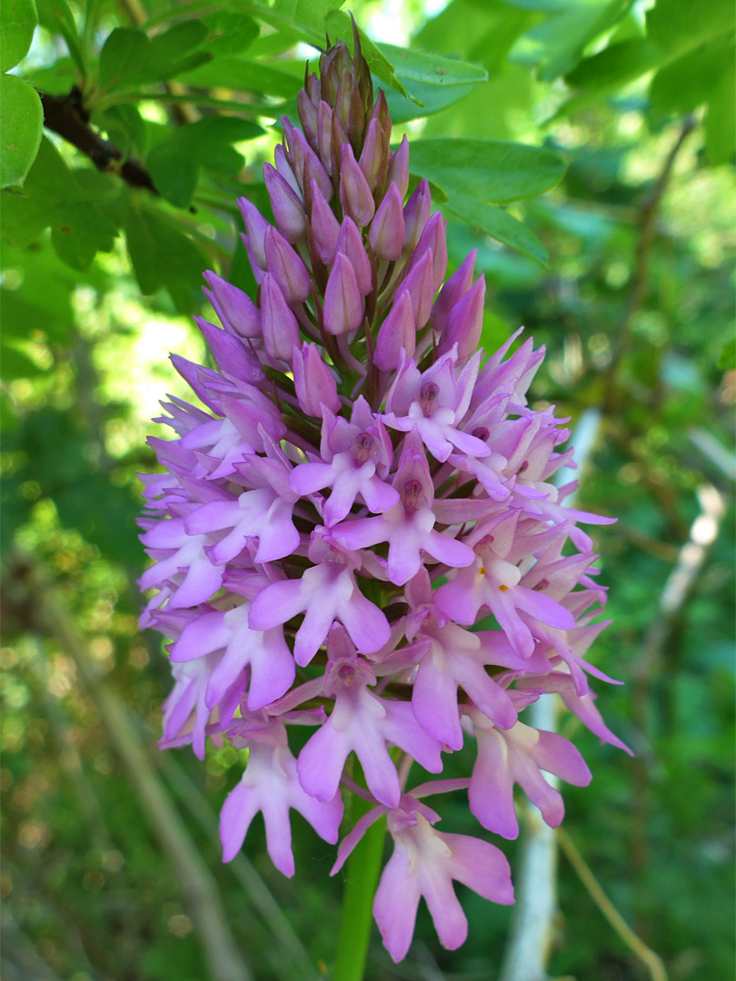 Pyramidal orchid