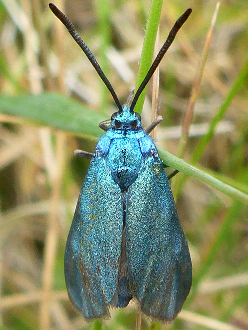 Green forester moth