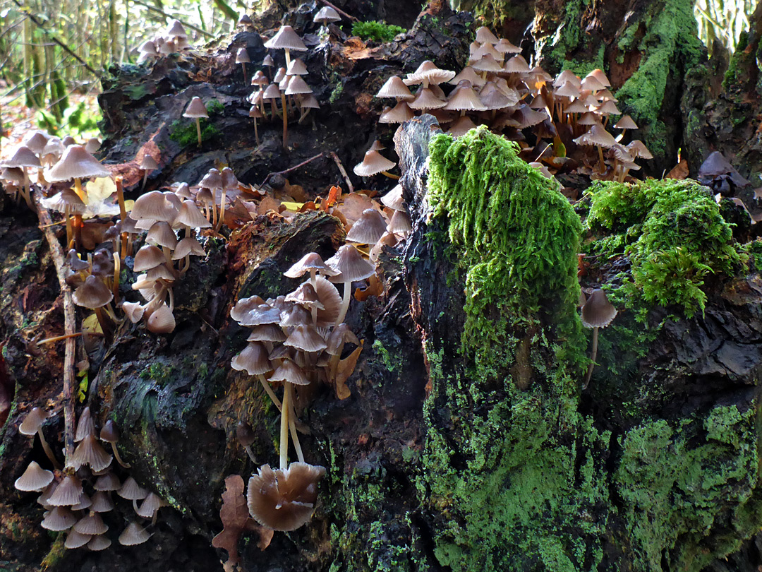 Bonnet mushrooms