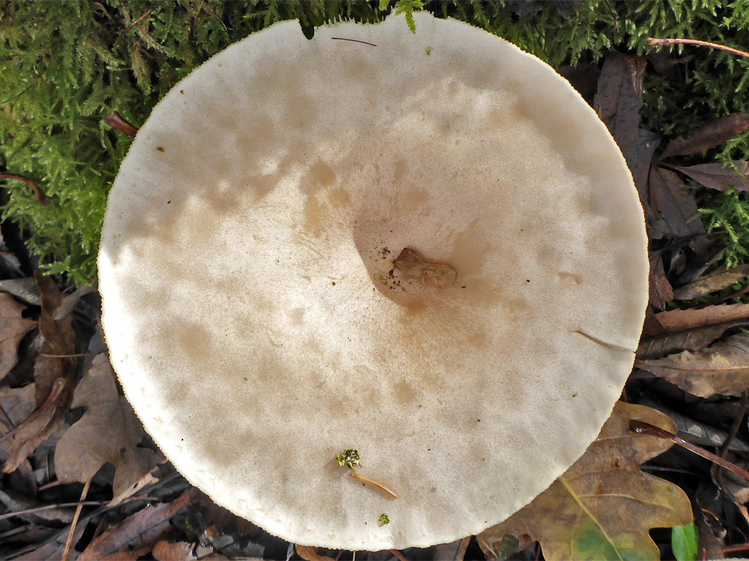 Clouded funnel - cap