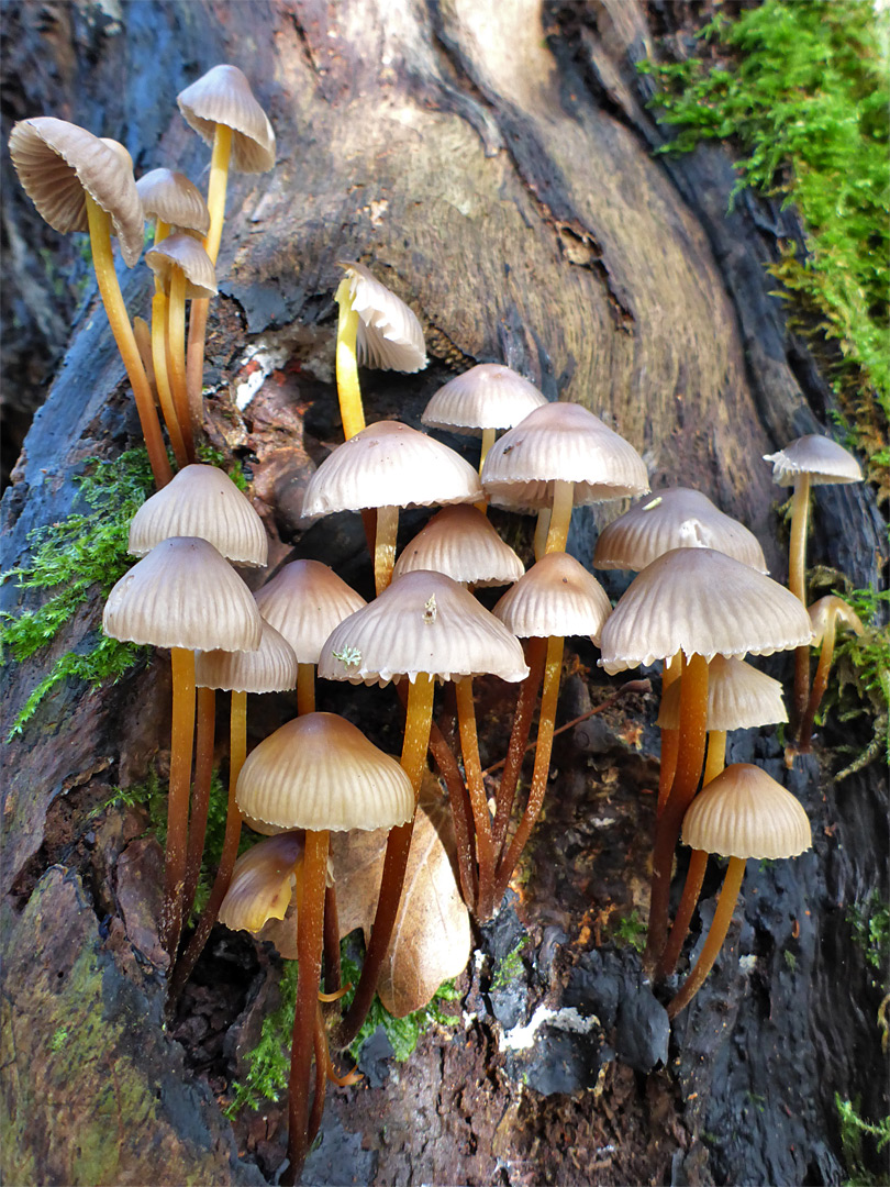 Clustered bonnet