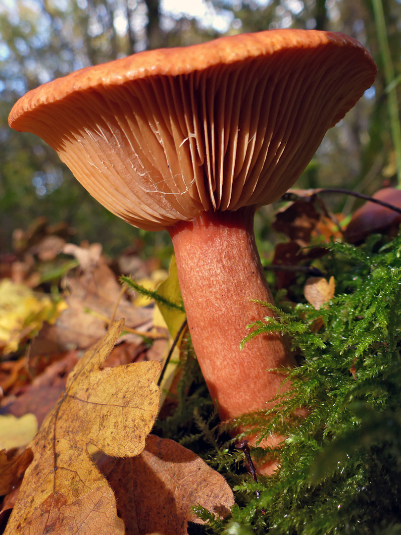 Curry milkcap