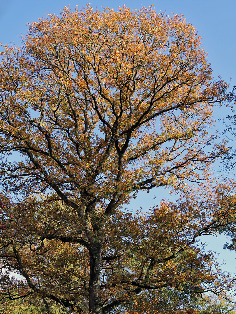 Oak tree