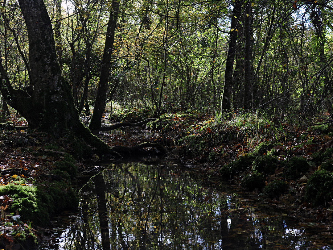 Shallow pool