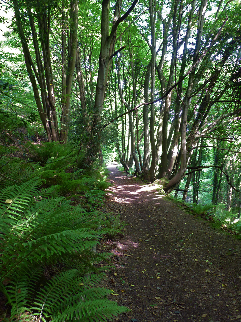 Woodland path