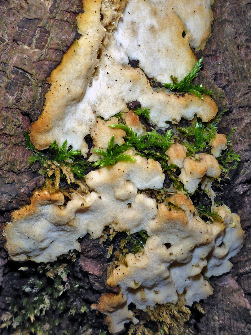 Crust fungus