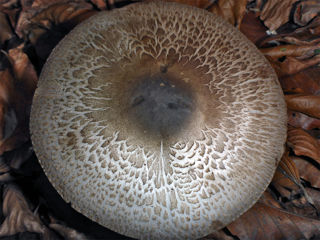 Felt-ringed agaricus